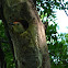 Red-bellied woodpecker