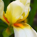 Iris, (yellow & cream)