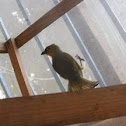 village weaver