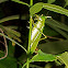 Cone-Headed Katydid
