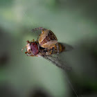 European Garden Spider