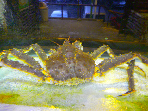 Spotting Image 1