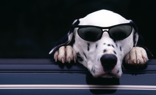gafas para perros