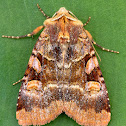 Ruby Dart