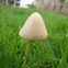 inocybe