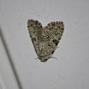 Green Leuconycta