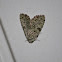 Green Leuconycta