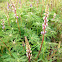 Wild lupine