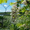 Black Locust tree flowers