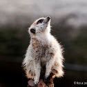 Meerkat