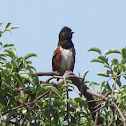 Spotted Towhee