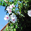 Bower vine
