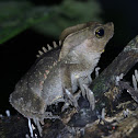 Crested Forest Toad