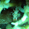Tiger Shrimp