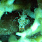 Tiger Shrimp