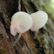 White Marasmius
