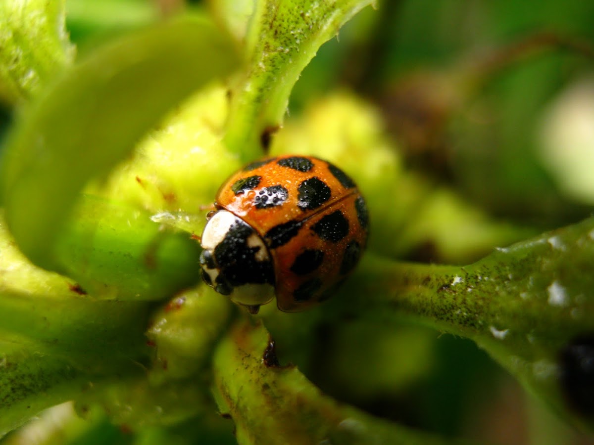 Orange Ladybird Project Noah