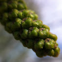Black walnut. Spring, leaf beginnings.