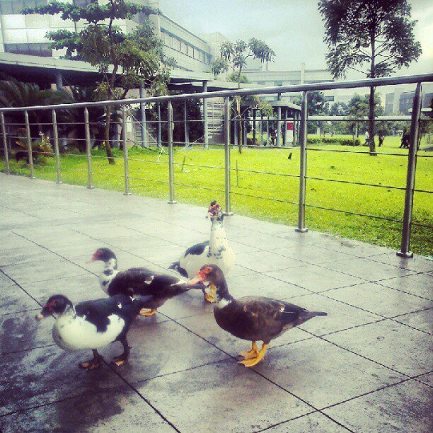 Muscovy Ducks