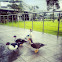 Muscovy Ducks