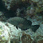 Tiger Grouper