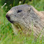 Alpine marmot