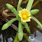 Yellow Sawah Lettuce