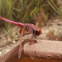 Red-veined darter (Dragonfly)
