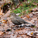 De merel (Turdus merula)