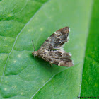 Common Nettle-tap