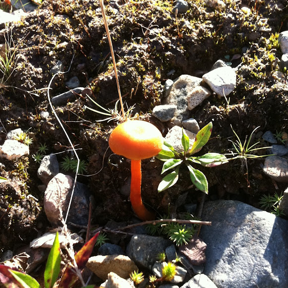Spotting Image 1