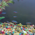 Neon tetra