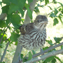 Brown Thrasher