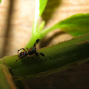 Colorful Jumping Spider