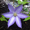 Clematis