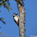Great Spotted Woodpecker