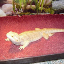 Bearded dragon