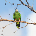 Hispaniolan Parrot