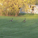 Canada Goose