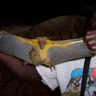 Egyptian fruit bat