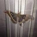 Tulip-Tree Silkmoth