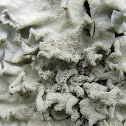 Lichen squamulose