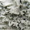 Lichen squamulose