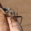 Wheel bug