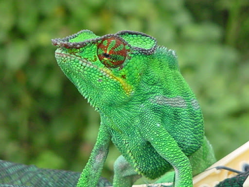 chameleon eyes