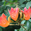African Tulip Tree
