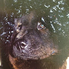 Chow chow