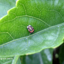 Lady bug - Mariquita