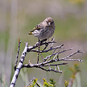 Pine Siskin