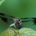 Whitetail Dragonfly